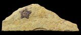 Rare, Cretaceous Starfish (Marocaster) - Morocco #48583-1